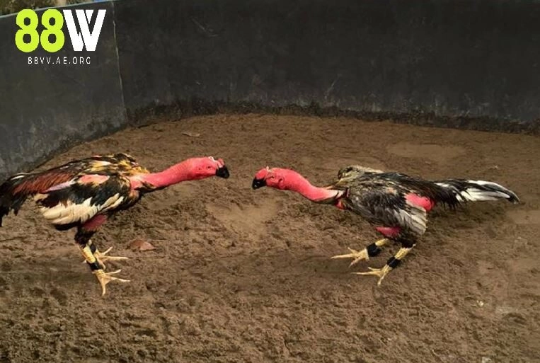 Những sai xót cần tránh khi dưỡng chiến kê