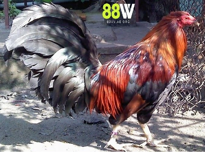 Lý do cần nắm vững cách chăm sóc gà đá