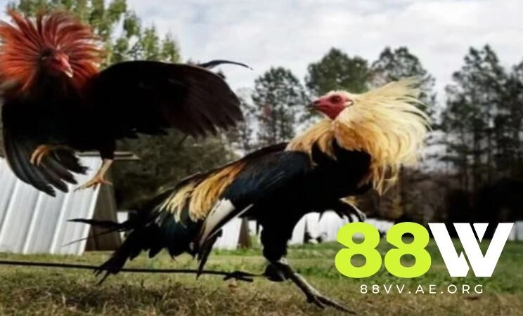 Đặc điểm của giống gà đá Mỹ