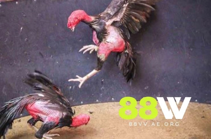 Nguồn gốc của Gà chọi Ô Taxi